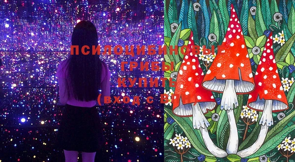прущие грибы Елабуга