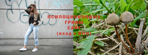 прущие грибы Елабуга